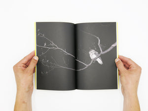 Felix Wilson – Nocturnal Ecologies