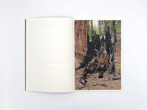 Danielle Mericle – The Dark Wood
