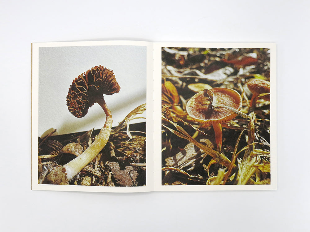 Ying Ang – Fruiting Bodies