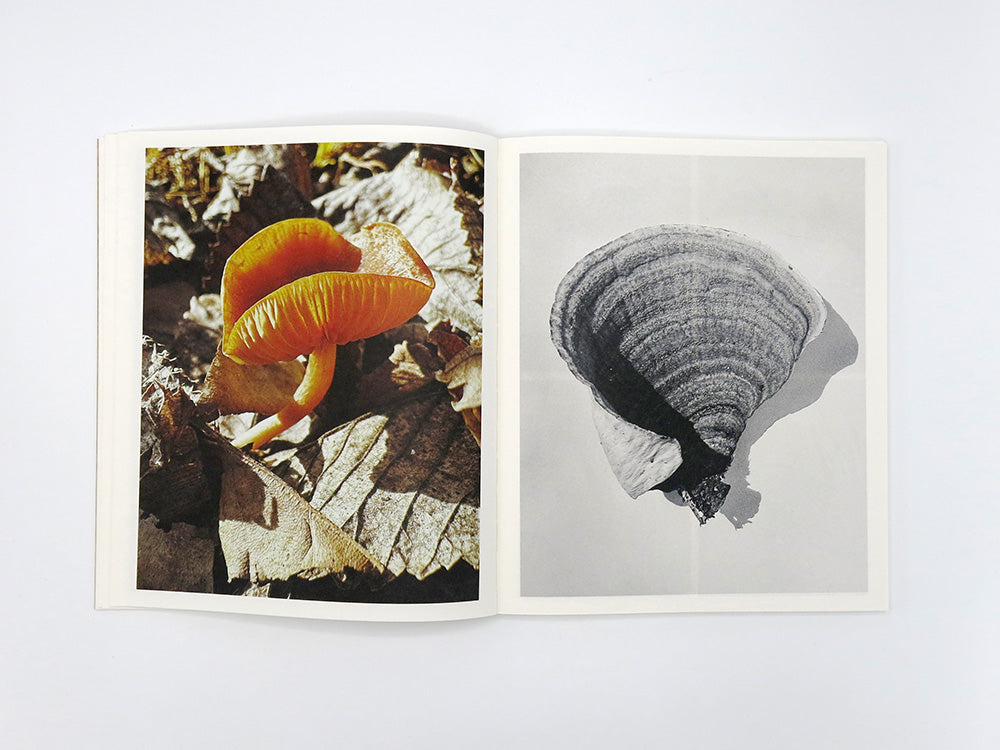 Ying Ang – Fruiting Bodies – Perimeter Distribution