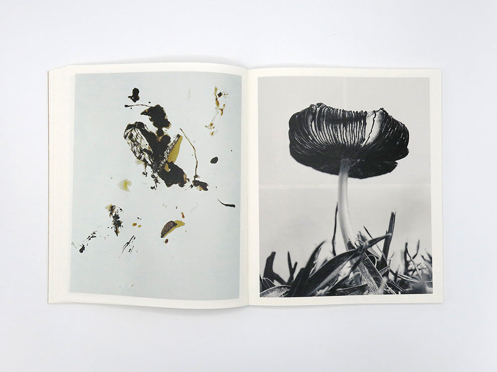 Ying Ang – Fruiting Bodies – Perimeter Distribution