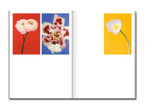 [FORTHCOMING] Paula Codoner – The Chromatics of Flowers